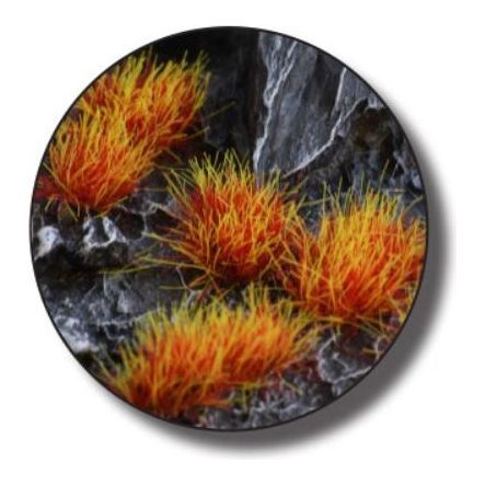 Gamer's Grass Alien Fire Tuft 6mm - War Games USA